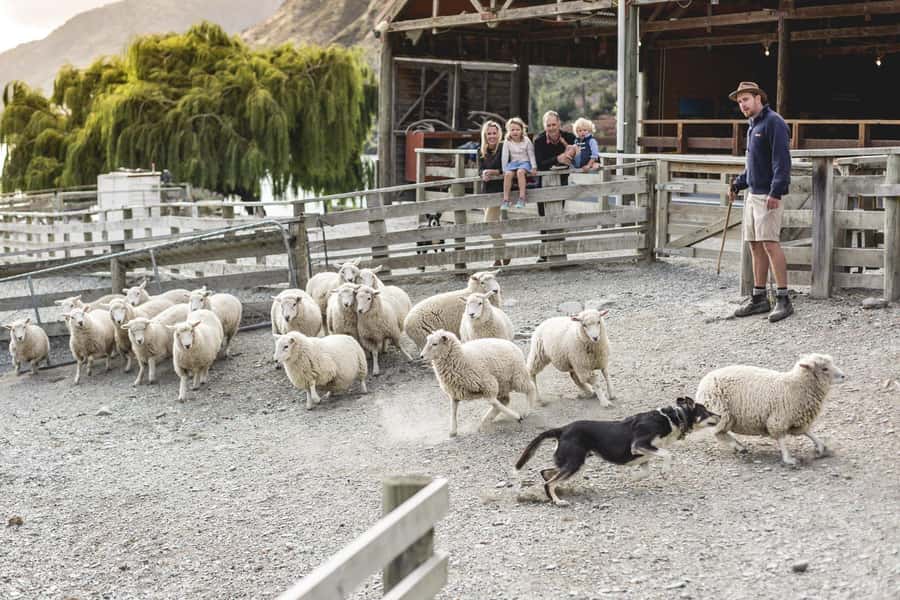 Queenstown: Queenstown Lake Cruise and Walter Peak Farm Tour - Lake Whakatipu cruise: the short ride that sets your expectations