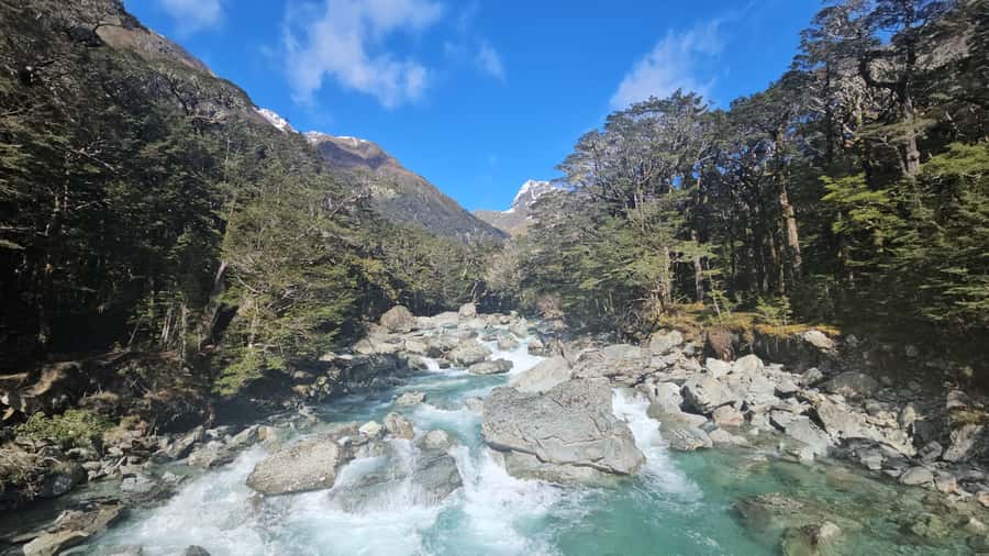 Queenstown: Routeburn Track Guided Full-Day Walk or Half Day - Beech forest, alpine gardens, and reflective tarns you pass slowly