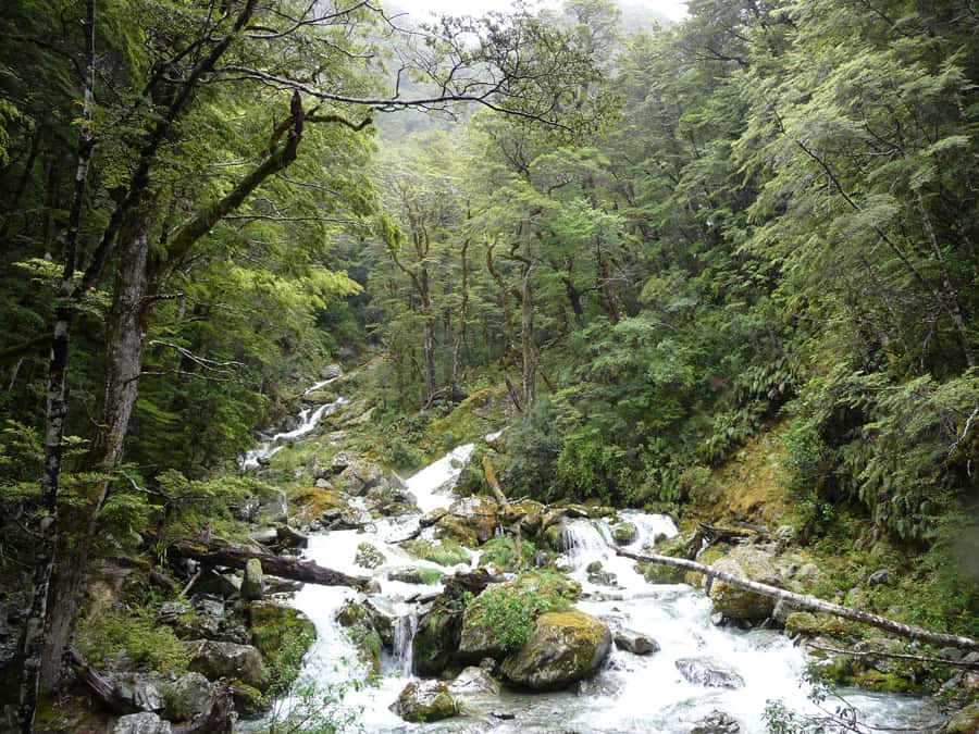Queenstown: Routeburn Track Guided Full-Day Walk or Half Day - Full day plan to Falls Hut, steep moments, and staying together