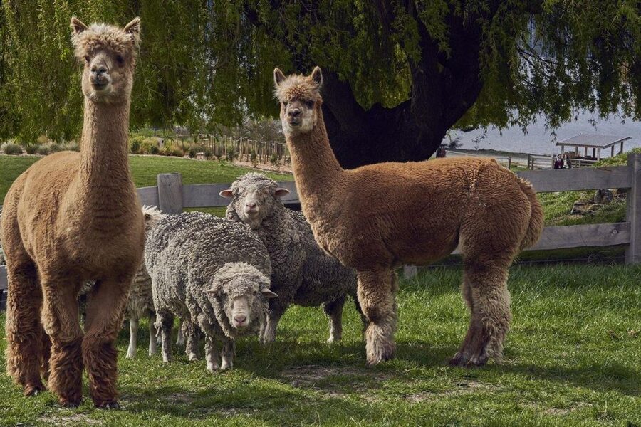 Queenstown: Walter Peak Garden to Table Experience - Who Should Book This Experience (and Who Might Skip It)