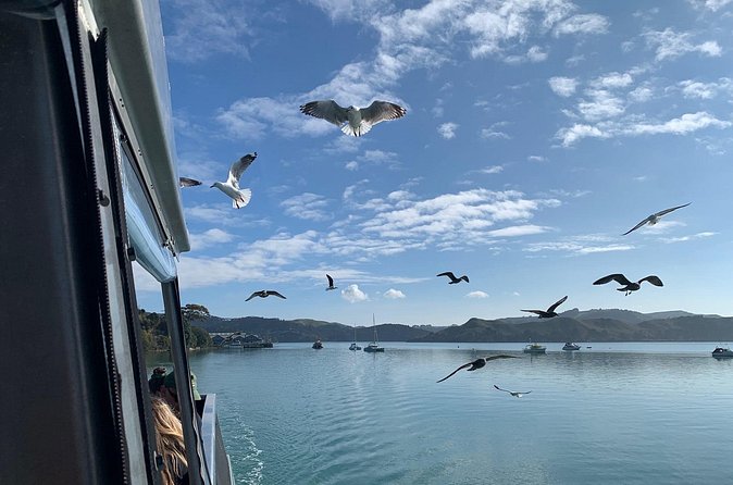 Raglan: Scenic Nature Boat Cruise - A stop at the harbour mouth black sand beach