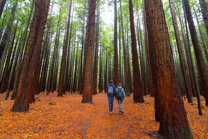 Redwood Forest , Blue Springs & Huka Falls Day Tour from Auckland - Key highlights worth planning around