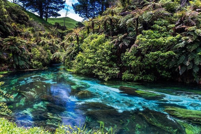Redwood Forest , Blue Springs & Huka Falls Day Tour from Auckland - A fast way to pack the North Island into one long day