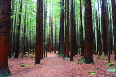 Redwood Forest , Blue Springs & Huka Falls Day Tour from Auckland