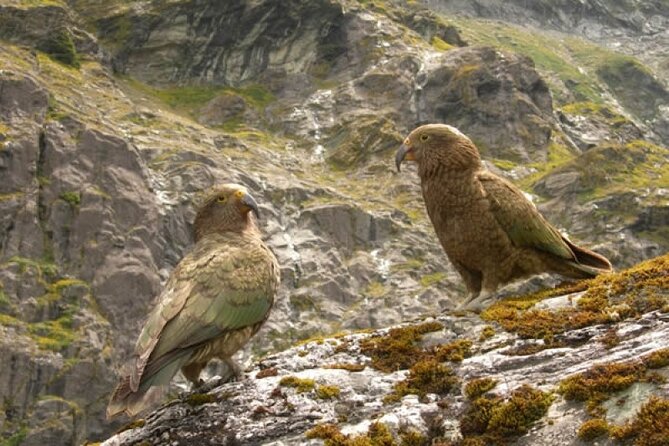 Rob Roy Glacier Guided Walk - Who this guided glacier walk is best for