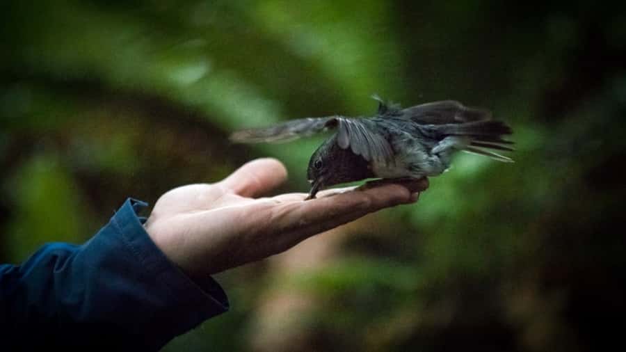 Rotorua: 6 Ziplines, Swing-Bridges & Wildlife Encounters - Key things that make this Rotorua canopy tour worth your time