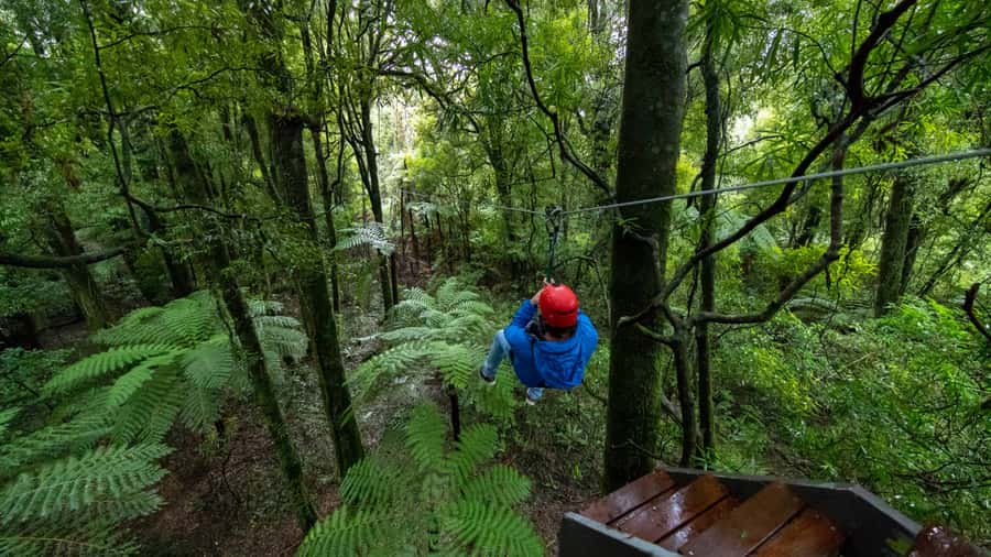 Rotorua: 6 Ziplines, Swing-Bridges & Wildlife Encounters - Who this fits best, and who should rethink it