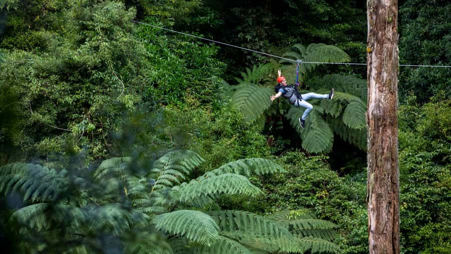 Rotorua: 6 Ziplines, Swing-Bridges & Wildlife Encounters - Wildlife encounters that actually feel like wildlife
