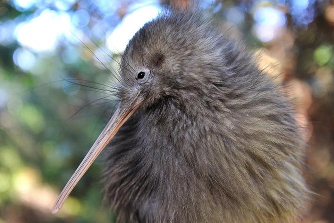 Rotorua and Waitomo Caves Day Trip from Auckland -Smaller Groups - Arts and Crafts Institute (Te Puia area): the 30-minute cultural starter