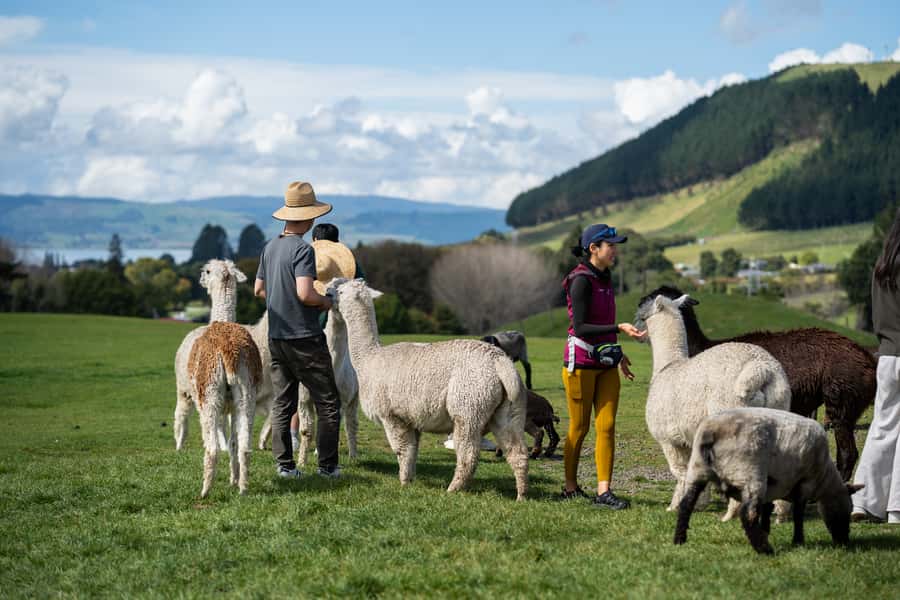 Rotorua: Authentic Kiwi Farm Experience at the Agrodome - Key moments that make the Agrodome experience worth your time