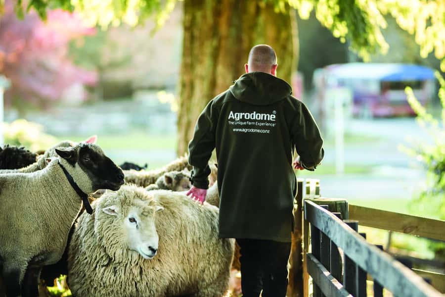 Rotorua: Authentic Kiwi Farm Experience at the Agrodome - Should you book Agrodome in Rotorua?