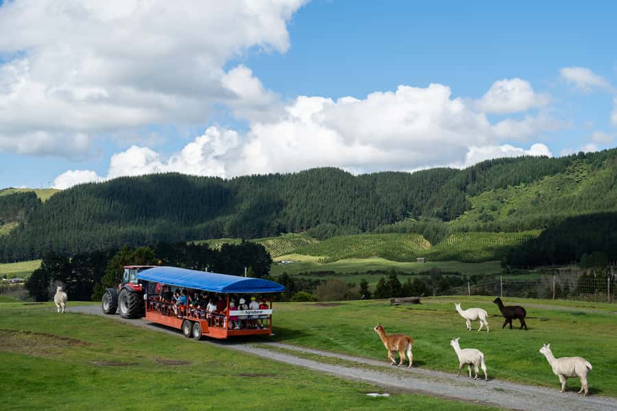 Rotorua: Authentic Kiwi Farm Experience at the Agrodome - Agrodome, 10 minutes from Rotorua: real farm life on a 350-acre working property