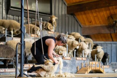 Authentic Kiwi Farm Experience at the Agrodome