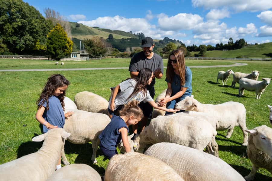Rotorua: Authentic Kiwi Farm Experience at the Agrodome - $38 value check: what you get, what costs extra, and where the worth is