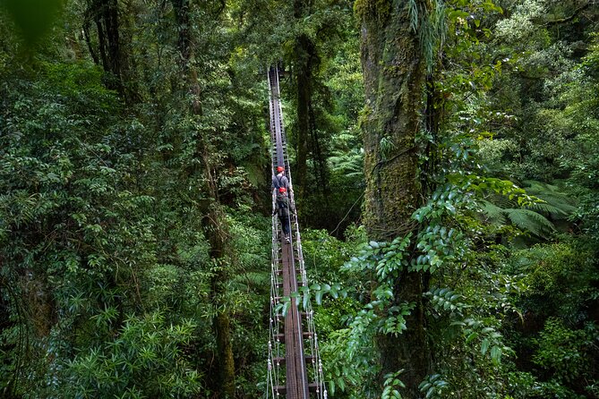 Rotorua Canopy Tours: 2.5Hour Native Forest Zipline Adventure - First Steps: Where the Adventure Really Begins in Fairy Springs