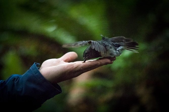 Rotorua Canopy Tours: 2.5Hour Native Forest Zipline Adventure - Gliding Through a Canopy of 1000-Year-Old Trees