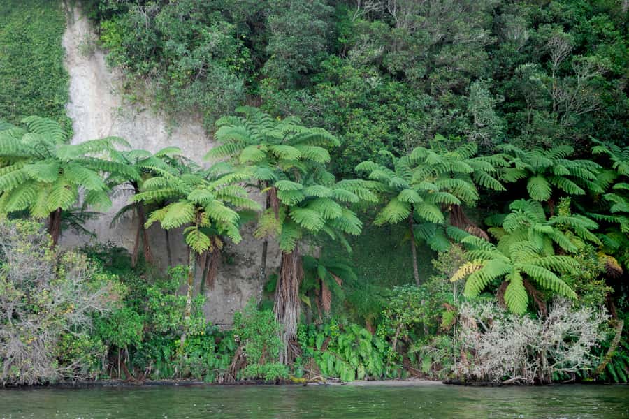 Rotorua: Evening Big Kanu Starlight Tour - Sunset Paddling: Shoreline Bush and Local Myths