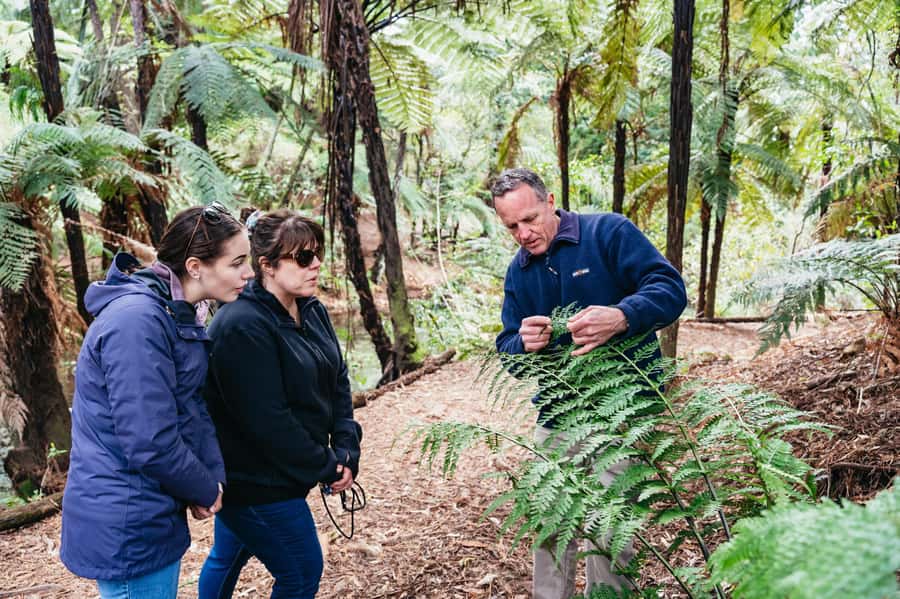 Rotorua: Explore The Lakes Half-Day Morning Tour - Rotorua lakes, springs, and volcanoes in one 4-hour morning