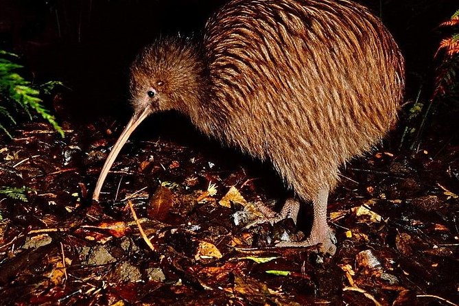 Rotorua Full Day Private Tour from Auckland - Kiwi birds at Te Puia: conservation makes the visit feel purposeful