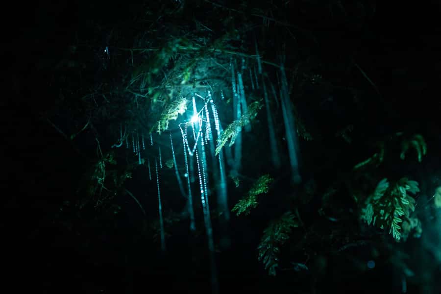 Rotorua: Glow Worm Kayak Tour - Entering the Glow Worm Caves: How They Keep the Night Magical