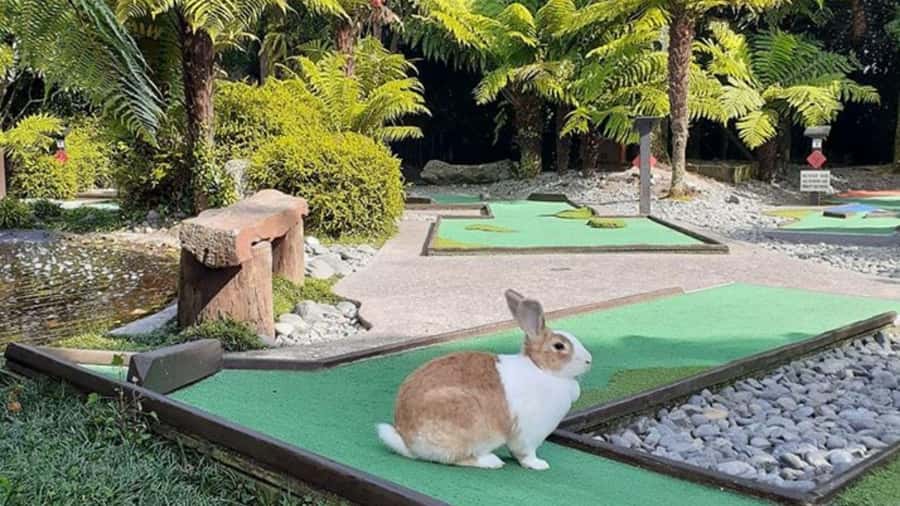 Rotorua: Mini Golf Experience - Walking the Fairy-Lit 18 Holes by Day or Night
