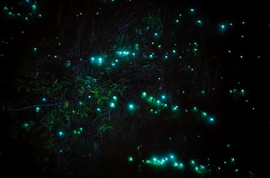 Rotorua: Nocturnal Glow-Worm Adventure Tour with a Guide - Key things that make this glow-worm walk work