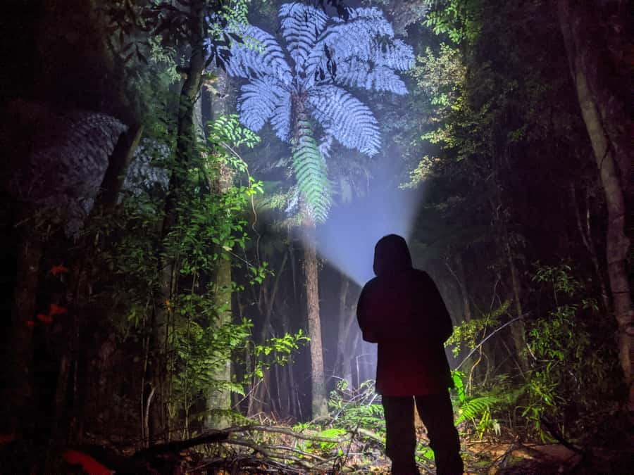 Rotorua: Nocturnal Glow-Worm Adventure Tour with a Guide - Finding the silver van and your first glow-worm kit