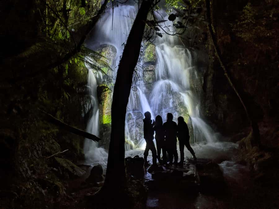Rotorua: Nocturnal Glow-Worm Adventure Tour with a Guide - What the night walk feels like: 2 km of rainforest, roots, and hush