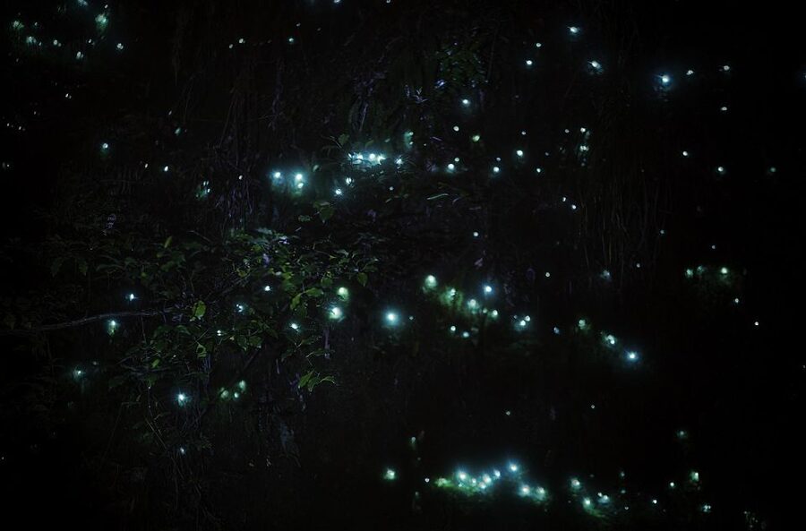 Rotorua: Nocturnal Glow-Worm Adventure Tour with a Guide - The real moment: turning off your flashlight and seeing the glow-worm sky