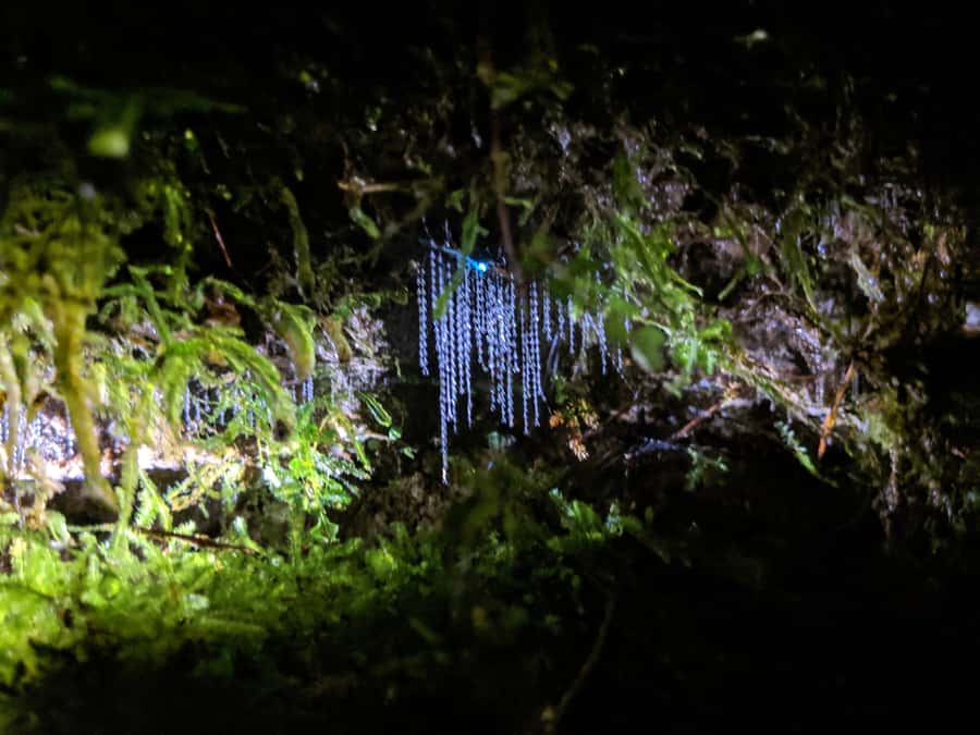 Rotorua: Nocturnal Glow-Worm Adventure Tour with a Guide - Who this Rotorua glow-worm tour fits best