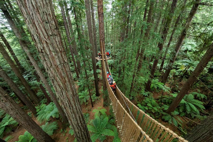 Rotorua: Redwoods Altitude, Nighttime Fast Pass, & Treewalk - Nightlights Fast Pass: glowworms and lanterns without the line stress