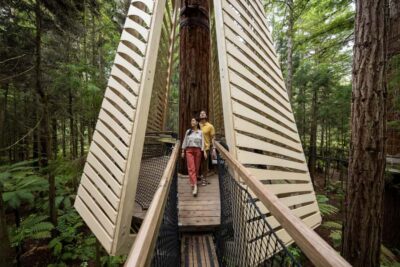 Redwoods Altitude, Nighttime Fast Pass, & Treewalk