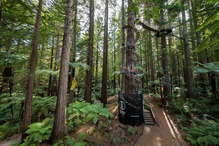 Rotorua: Redwoods Altitude, Nighttime Fast Pass, & Treewalk - What you’re actually doing, step by step