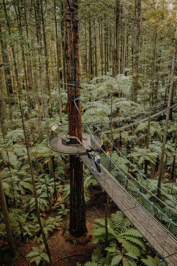 Rotorua: Redwoods Altitude, Nighttime Fast Pass, & Treewalk - Price and value: is 118 NZD worth it?