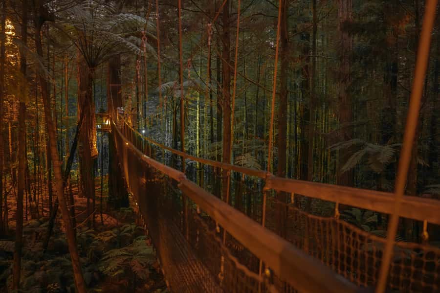 Rotorua: Redwoods Altitude, Nighttime Fast Pass, & Treewalk - Should you book the Rotorua Redwoods Altitude, Nightlights, and Treewalk pass?