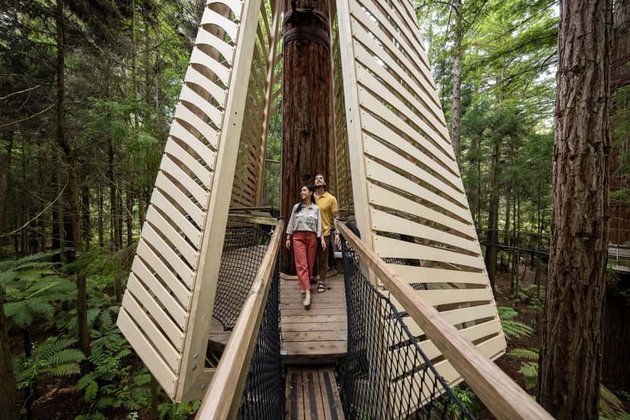 Rotorua: Redwoods Altitude, Nighttime Fast Pass, & Treewalk - Day Treewalk and Glowworms: a calmer 40 minutes