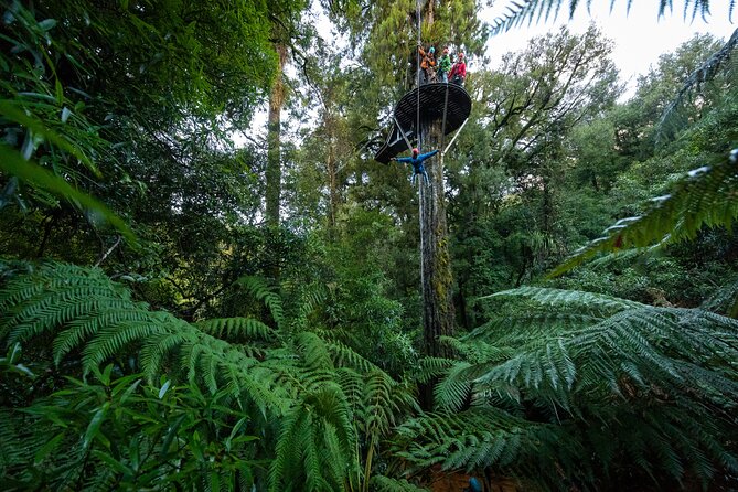 Rotorua’s Ultimate Zipline: 6 ziplines, 400 m Tandem, Cliff Walk - Six Ziplines in Rotorua, Plus the 400 m Tandem You Will Remember