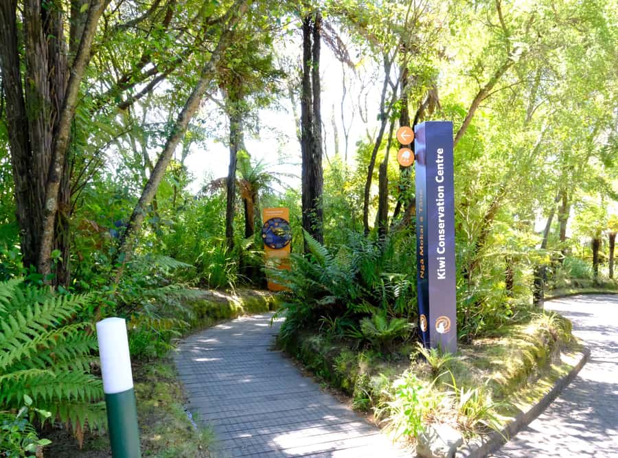 Rotorua: Te Puia Maori Village and Rejuvenation Tour - Should you book this Te Puia and Polynesian Spa VIP tour?