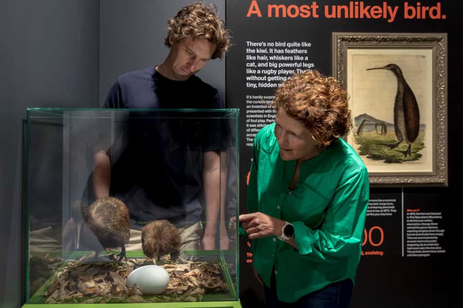 Rotorua: The National Kiwi Hatchery Kiwi Encounter Tour - Price and value at $44 for one hour