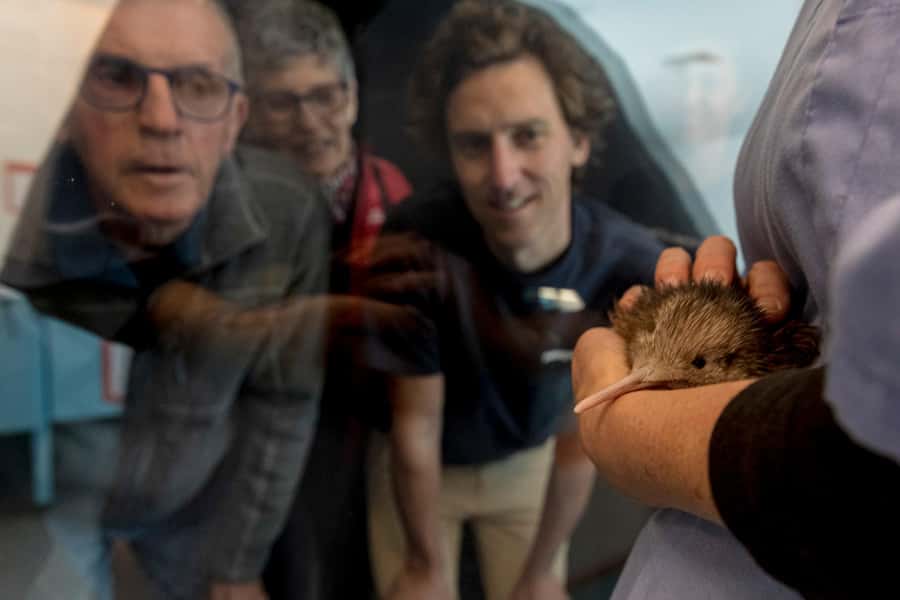 Rotorua: The National Kiwi Hatchery Kiwi Encounter Tour - Should you book the Rotorua Kiwi Hatchery Kiwi Encounter?