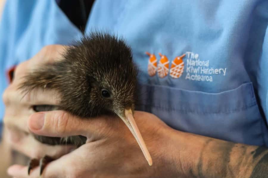 Rotorua: The National Kiwi Hatchery Kiwi Encounter Tour - From check-in to the hatchery buildings: how the tour actually runs