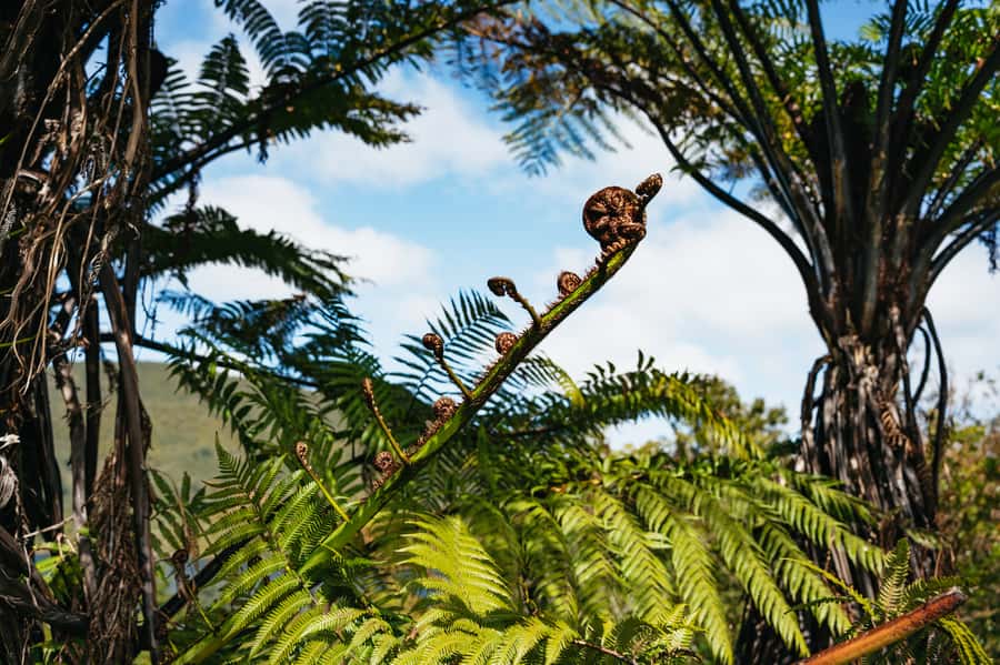 Rotorua: 'Thermal Path Tour' Geothermal half day Tour - Waikite Thermal Valley Pools: The Soak You Finish With