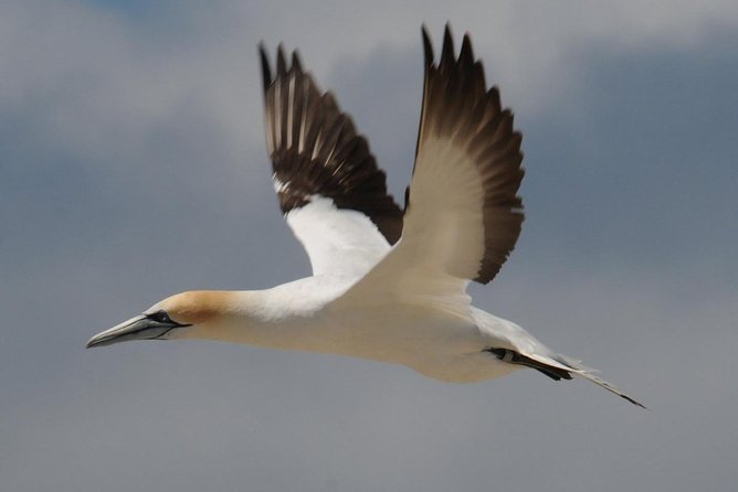 Sailing and Wildlife Tour Akaroa Fox II Sailing - Why the boat style helps your chances (and your comfort)