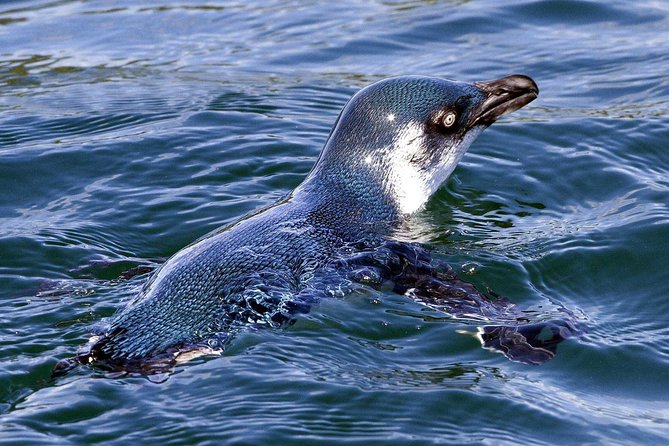 Sailing and Wildlife Tour Akaroa Fox II Sailing - Captain Roy’s storytelling, local history, and the music stop