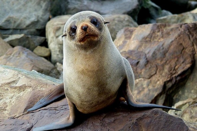 Sailing and Wildlife Tour Akaroa Fox II Sailing - Price and value: $89.98 for a sailing-and-wildlife combo