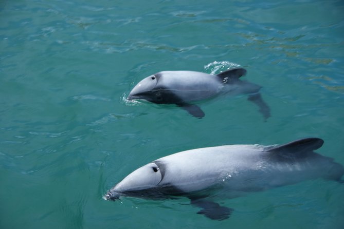 Sailing and Wildlife Tour Akaroa Fox II Sailing - Wildlife viewing in the right frame of mind: what you might see