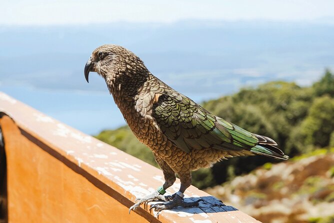 Scenic Helicopter & Kepler Guided Hike from Te Anau with Lunch - The guide experience with Sasha and that Mary Poppins kit