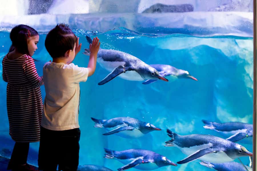 Sea Life Kelly Tarlton's Aquarium General Admission - Mission Bay start: timing and getting oriented fast