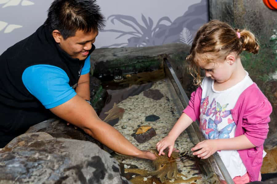 Sea Life Kelly Tarlton's Aquarium General Admission - Shark Tunnel: sand tiger sharks, giant stingrays, and Wobbegong