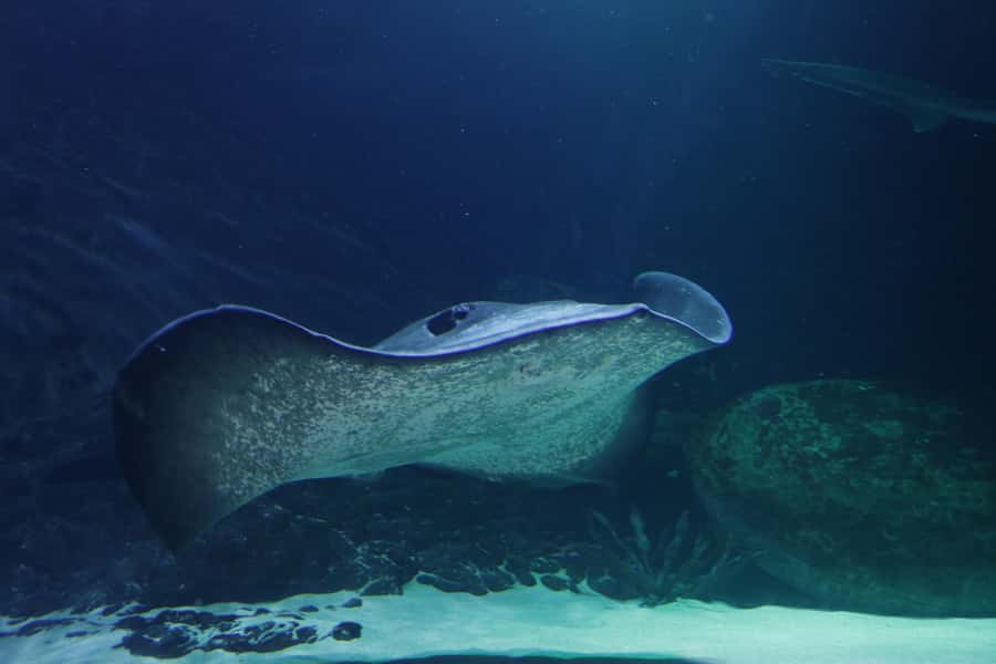 Sea Life Kelly Tarlton's Aquarium General Admission - Rockpool touch time and the turtle rehabilitation story
